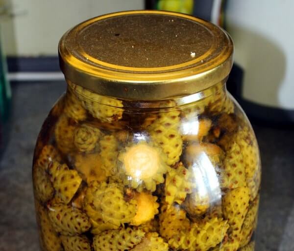 Настоянка з соснових шишок на горілці: лікувальні властивості, приготування і застосування від інсульту і для підтримки здоровя судин