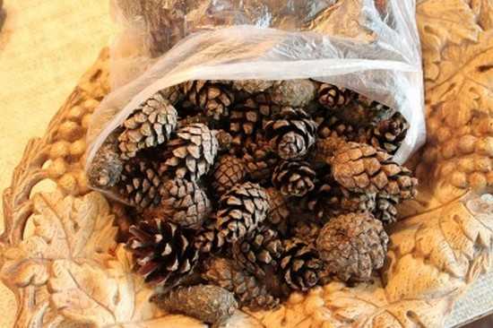 Настоянка з соснових шишок на горілці: лікувальні властивості, приготування і застосування від інсульту і для підтримки здоровя судин