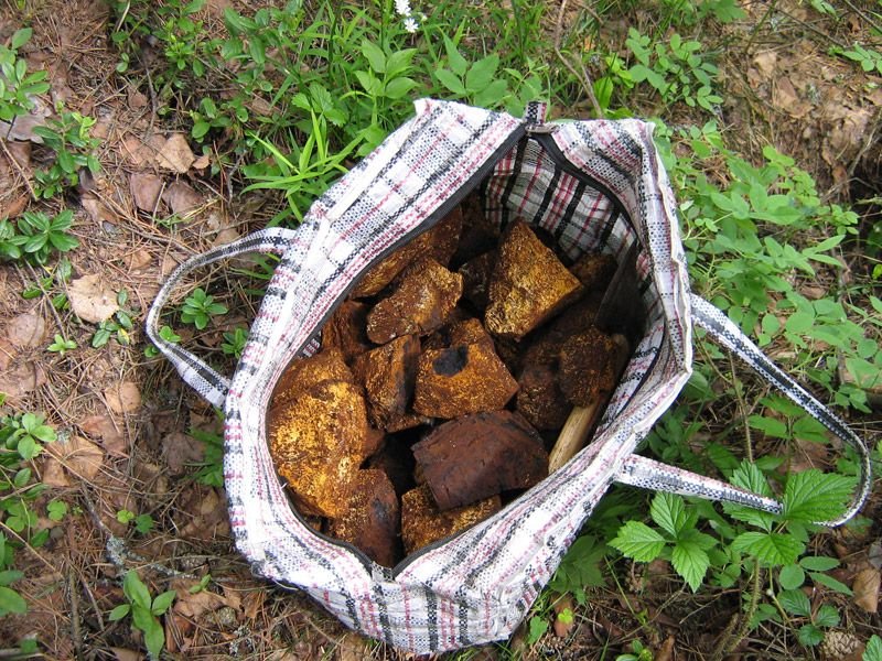 Настоянка на чаге з самогону: рецепти приготування, користь і шкоду і як настоювати в домашніх умовах