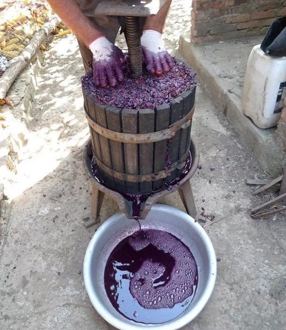 Рецепт вина з Ізабелли в домашніх умовах: покрокова інструкція, як своїми руками приготувати вдома ароматний виноградний напій