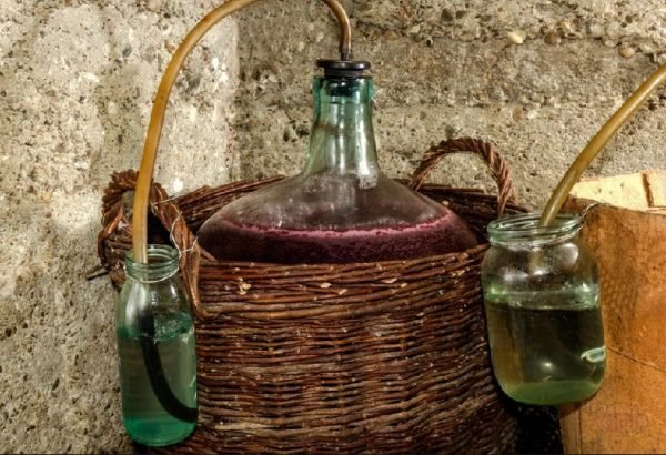 Рецепт вина з Ізабелли в домашніх умовах: покрокова інструкція, як своїми руками приготувати вдома ароматний виноградний напій