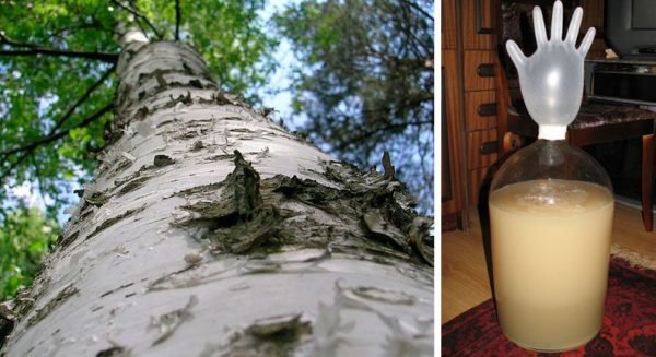 Рецепти браги на березовому соку: приготування в домашніх умовах бражки для самогону, як зробити класичним способом і альтернативними, корисні поради