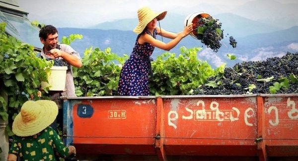 Вино Лыхны: червоний напівсолодкий напій з Абхазії, що володіє корисними властивостями