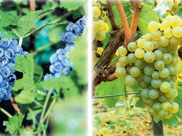 Вино Шардоне (Chardonnay): опис, види і правила вживання напою родом з Бургундії, правда чи що воно не може бути червоним, а завжди біле сухе