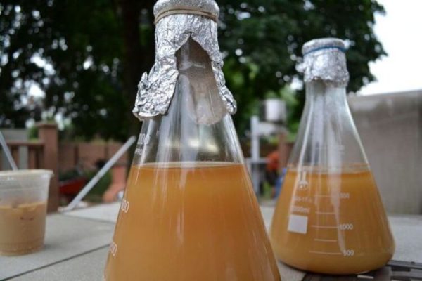 Брага з яблук для самогону: простий, покроковий рецепт з точними пропорціями без дріжджів і цукру в домашніх умовах