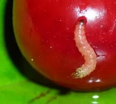 Наливка з вишень: 7 простих рецептів приготування як на горілці, так і на спирту в домашніх умовах