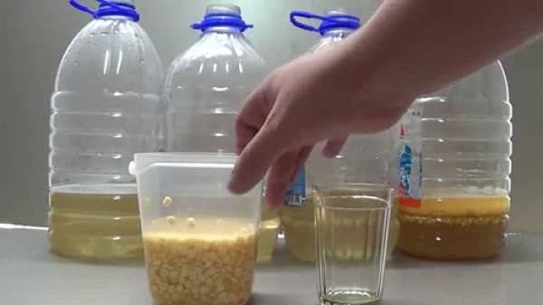 Скільки блукає брага на цукрі і дріжджах (самогону): на спиртових, хлібопекарських, диких і на пшениці