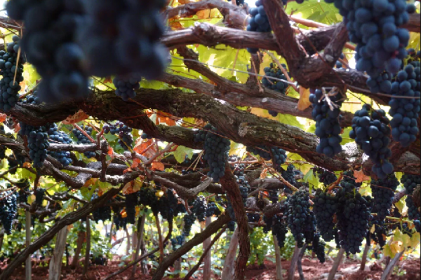 Вино Мадера (Madera): опис, історія і види напою родом з Португалії, як правильно його пити