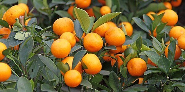 Абхазькі мандарини як відрізнити, сорти і різновиди мандаринів