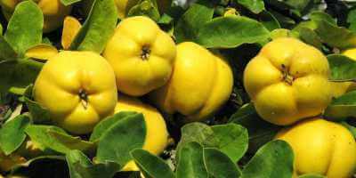 Айва (квитовое яблуко) корисні властивості. Користь і шкода айви для організму жінок і чоловіків