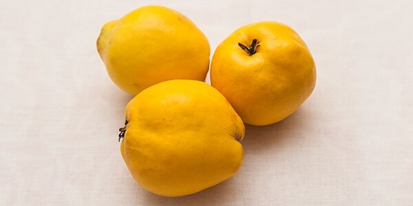 Айва (квитовое яблуко) корисні властивості. Користь і шкода айви для організму жінок і чоловіків