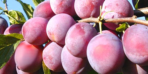 Алича Кубанська комета: опис сорту, характеристики