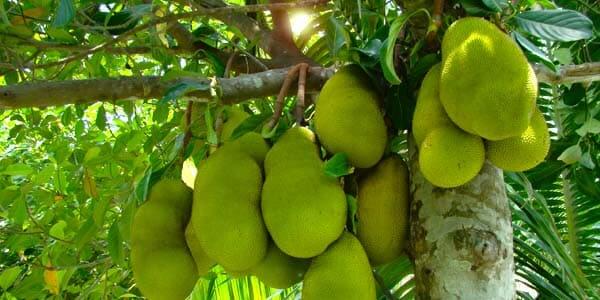Що це таке фрукт джекфрут, смак, калорійність, корисні властивості