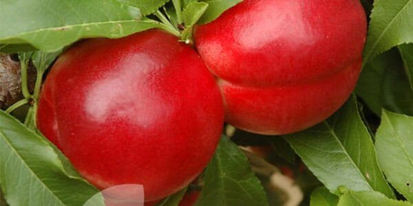 Що таке нектарин, калорійність і корисні властивості фрукта