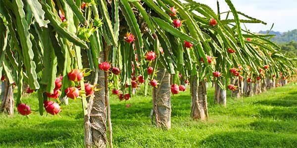 Драконий фрукт (пітахайя) корисні властивості, калорійність