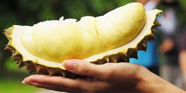 Фрукт дуріан, корисні властивості. Чим пахне і смак король фруктів дуріан