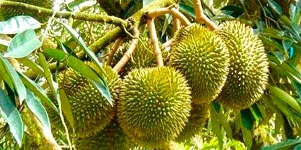 Фрукт дуріан, корисні властивості. Чим пахне і смак король фруктів дуріан