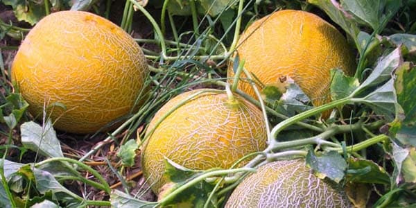 Диня фрукт або ягоду, користь і шкоду для організму