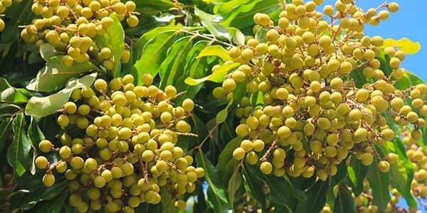 Екзотичний фрукт лонган, калорійність, корисні властивості