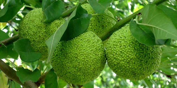 Фрукт адамове яблуко або маклюра, лікувальні властивості і застосування