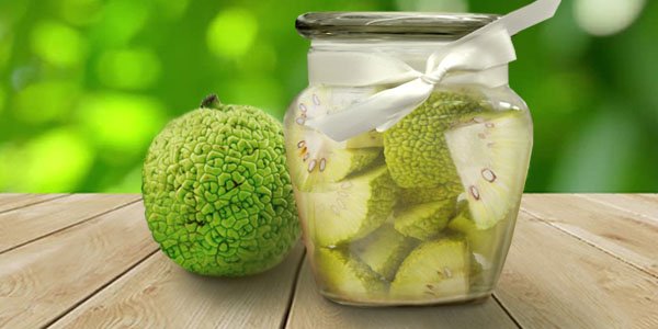 Фрукт адамове яблуко або маклюра, лікувальні властивості і застосування