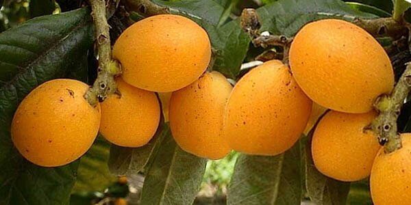 Фрукт мушмула, корисні властивості, склад і калорійність