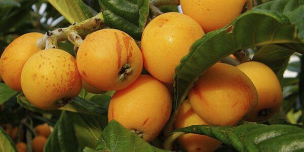 Фрукт мушмула, корисні властивості, склад і калорійність