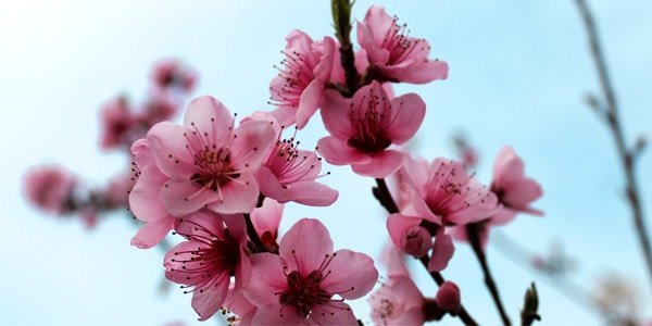 Де росте фрукт персик звичайний, користь, калорійність