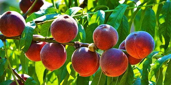 Де росте фрукт персик звичайний, користь, калорійність