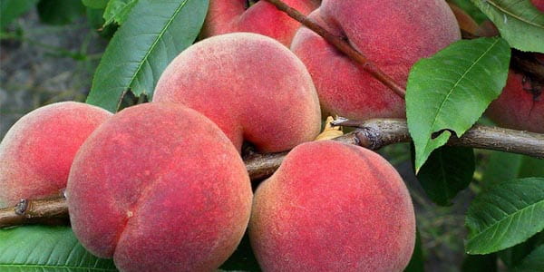 Де росте фрукт персик звичайний, користь, калорійність