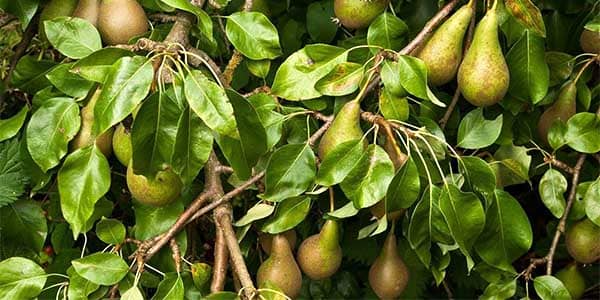 Груша конференція опис сорту, корисні властивості