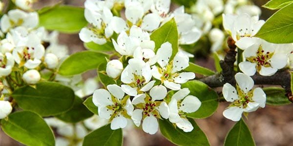 Груша конференція опис сорту, корисні властивості