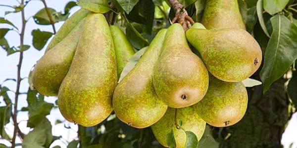 Груша конференція опис сорту, корисні властивості