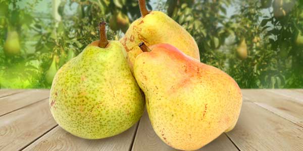 Груша Вільямс   опис сорту, достоїнства і недоліки