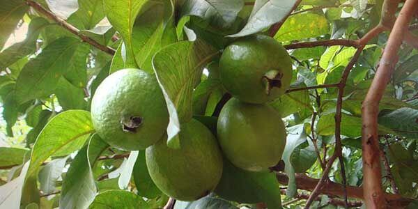 Гуава фрукт корисні властивості, склад і калорійність