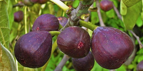 Інжир корисні властивості, склад, де росте фрукт фіга