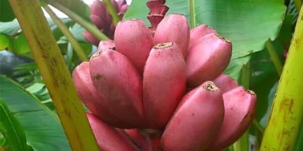 Як і де ростуть банани, опис бананового дерева, види фрукта