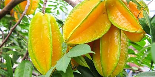 Карамбола зоряний фрукт, як його їдять, смак, корисні властивості