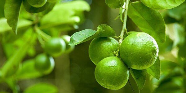 Лайм справжній і лимон в чому різниця, корисні властивості