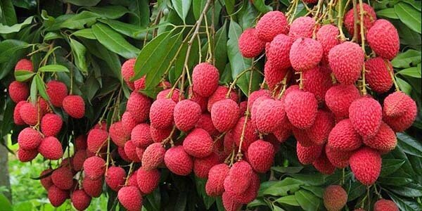 Лічі фрукт, склад, калорійність, корисні властивості