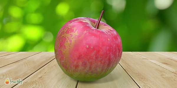 Кращі сорти яблунь: опис та фото літніх, осінніх, зимових сортів яблук