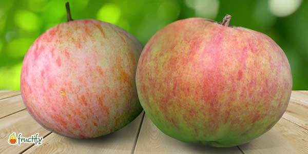 Кращі сорти яблунь: опис та фото літніх, осінніх, зимових сортів яблук