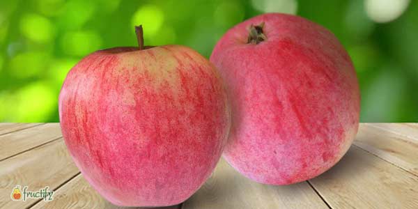 Кращі сорти яблунь: опис та фото літніх, осінніх, зимових сортів яблук