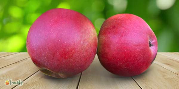 Кращі сорти яблунь: опис та фото літніх, осінніх, зимових сортів яблук