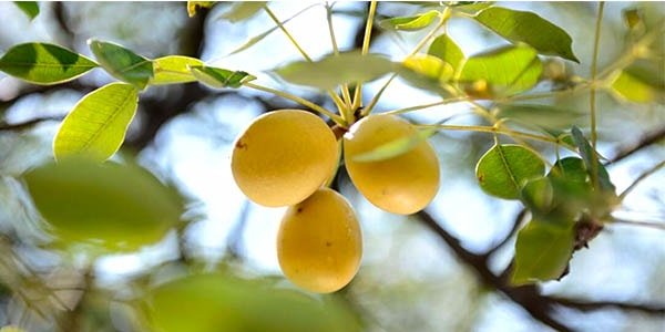 Масло марули, властивості фрукта, африканські тварини і марула