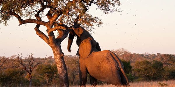 Масло марули, властивості фрукта, африканські тварини і марула