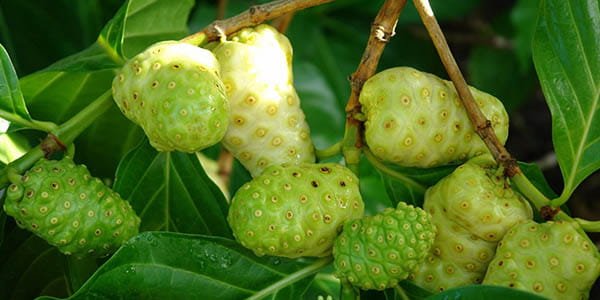 Ноні Тайський фрукт, смак, корисні властивості, сік ноні