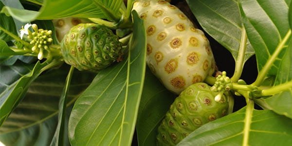 Ноні Тайський фрукт, смак, корисні властивості, сік ноні