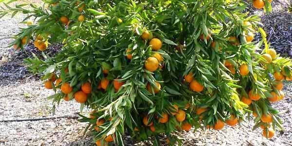 Відмінність фрукта клементина від мандаринів, корисні властивості і вітаміни