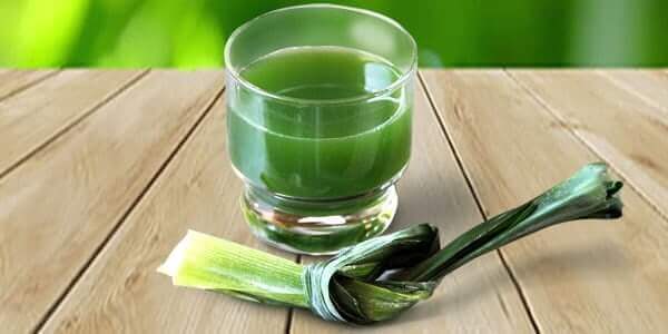 Пандан рослина що це таке, користь листя пандануса